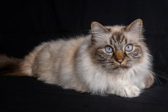 Chat - Sacr&eacute; de Birmanie