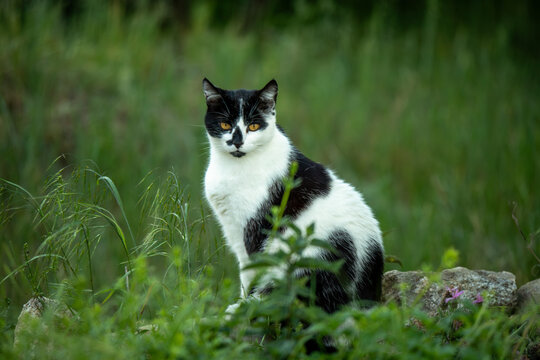 Chat noir et blanc