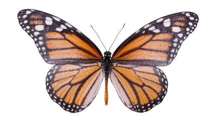 Monarch butterfly with orange black, and white wings spread © Elena