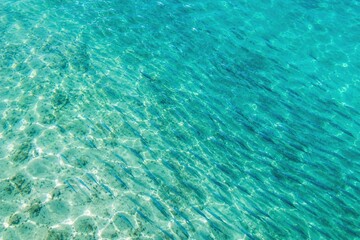 Fototapeta premium High angle view of a large school of fish swimming together in clear turquoise sea water.
