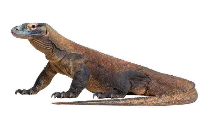 Komodo dragon reptile with scaly brown skin and sharp claws