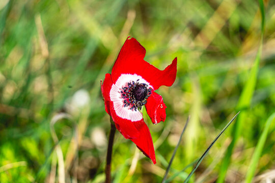 The shot of blooming poppy in the nature