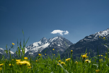 Obraz premium Spring Alpine Meadows with Wildflowers and Snow-Capped Peaks at Reuti-Hasliberg, Haslital in Berner Oberland, Swiss Alps