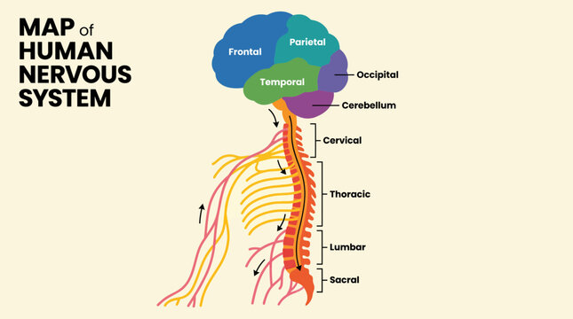 Nervous System Brain and Spinal Cord Map