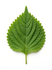 Fototapeta premium A single fresh perilla leaf on a white background