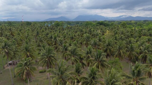 Aerial view of a coconut palm plantation in Puerto Princesa Palawan with planted palm rows across agricultural land and distant mountain farmland in the Philippines
