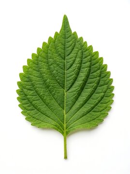 A single fresh perilla leaf on a white background