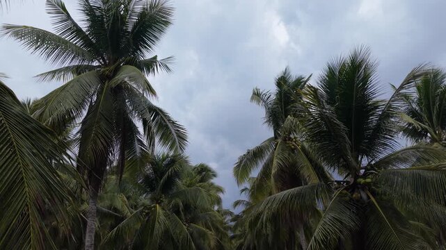 Close aerial view of coconut palm crowns in Puerto Princesa Palawan showing fronds and young coconuts above a tropical grove used for coconut agriculture