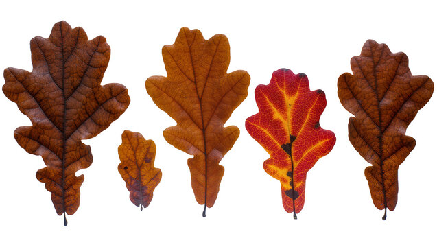 Autumn Oak Leaves Collection Brown Red Yellow