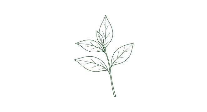 Minimalist green line drawing of a small branch with several pointed leaves is shown on a clean white background in a botanical style.