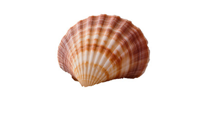 Scallop seashell with orange and white stripes © Carmen