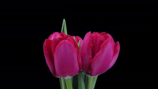 Time lapse of growing, opening and rotating red tulip bouquet with ALPHA transparency channel isolated on black background