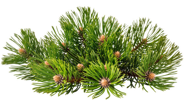 Pine tree branches with small cones and green needles