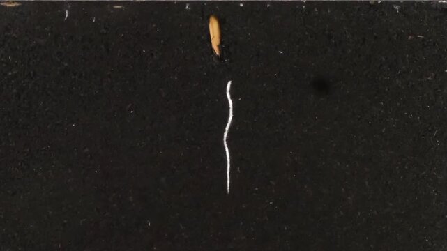 Melon (Cucumis melo) seeds and garden cress seeds were planted in the rhizobox to study their roots. Seeds germinated, grew, and developed leaves within 15 days.