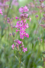Obraz premium Sticky catchfly (Lychnis viscaria). Detail schot of an iflorescence. Ideal for publications in garden or botanical magazines.