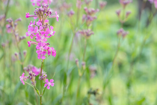 Sticky catchfly (Lychnis viscaria or Viscaria vulgaris). Space for your text. Ideal for publications in magazines for sustainable gardening or botany magazines.