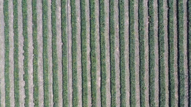 Aerial View of Neatly Planted Crop Rows in Agricultural Field