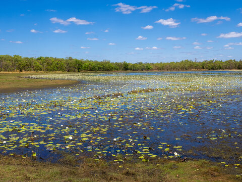Leaning Tree Lagoon (Billabong) Northern Territory.