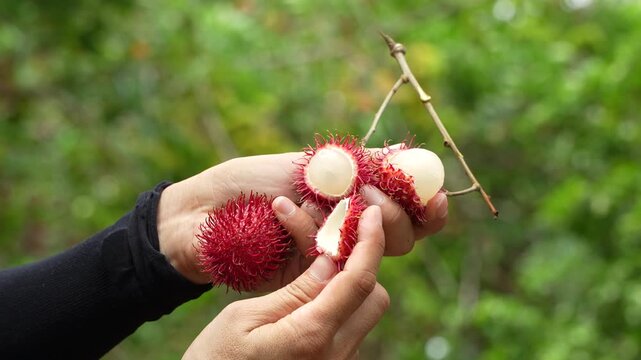 Detailed close view of three fresh red rambutans peeled to reveal juicy white flesh in hands.