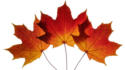 Fototapeta premium Three vibrant red and orange maple leaves with visible veins