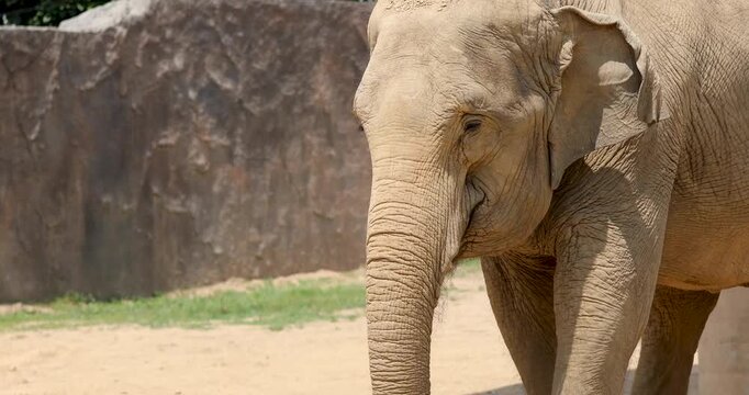 Asian Elephant Walking in Zoo Enclosure
