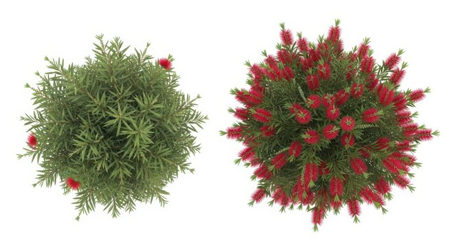 Top view of two Callistemon Citrinus or Crimson Bottlebrush bushes isolated on white background for landscape design.