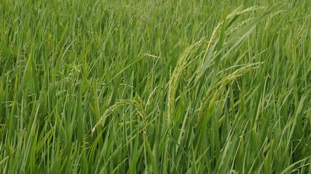 Handheld macro-style video focusing on vibrant green rice stalks and leaves moving naturally with the wind in the field.