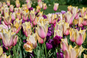 Fototapeta premium tulip Blushing Lady, white, yellow with pink petals