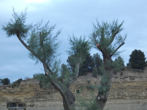 Photo of Baou hill in Saint-Chamas in Provence. This hill consistued of blue safre and shell limestone is home to many troglodyte dwellings.