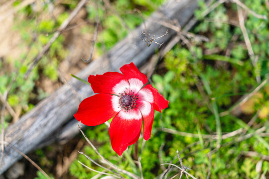 The shot of blooming poppy in the nature