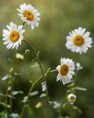 Nahaufnahme weißer Margeriten mit weichem Bokeh im Sommergarten