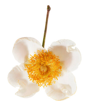 Beautiful Mesua ferrea flowers with glossy green leaves isolated on transparent background with clipping path.