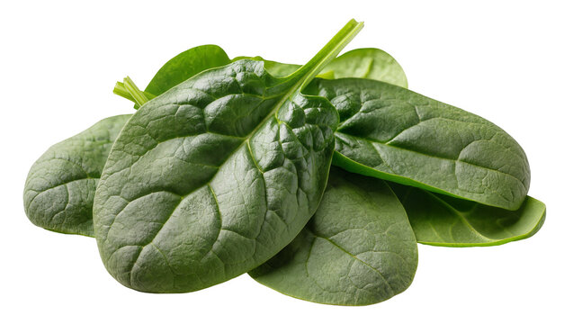 Fresh green spinach leaves pile