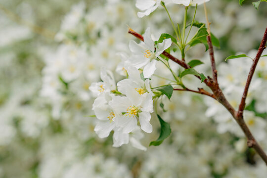Blooming Malus sieboldii, commonly called Siebold's crab, Siebold's crabapple or Toringo crabapple, is a species of crabapple in the family Rosaceae