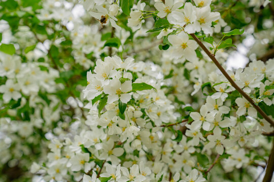 Blooming Malus sieboldii, commonly called Siebold's crab, Siebold's crabapple or Toringo crabapple, is a species of crabapple in the family Rosaceae
