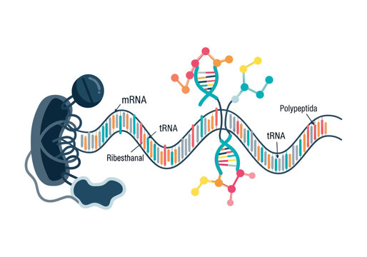 Molecular Biology Diagram of Protein Synthesis and Translation Process with mRNA, tRNA, and Polypeptide Chain Vector Illustration
