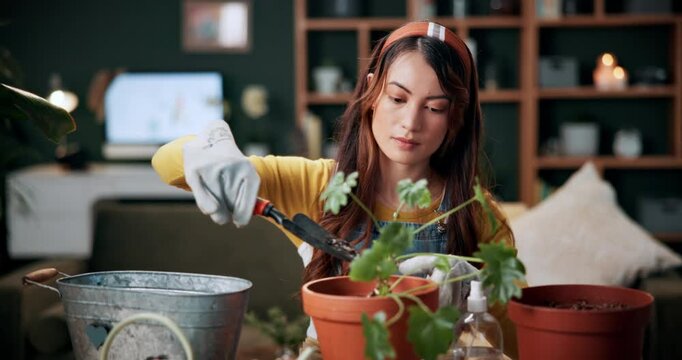 Pot plant, soil and woman with spade in home for maintenance, hobby and floral growth. Eco friendly, house and person with fertilizer for indoor gardening, botany and care for potting houseplant