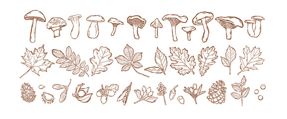 Hand drawn autumn leaves, forest mushrooms and berries illustration set. Cute doodle sketch of classic fall oak leaf, chanterelle and pine cone. Elegant brown line art on transparent background. © curly