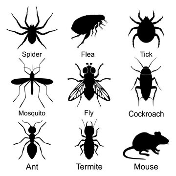 Set of Insect and pest icon, Insects that bring discomfort, Harmful insects. Element for design isolated on white background, for web and app. Flat vector illustration