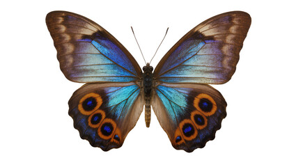 Blue and brown butterfly with orange and blue eye spots © Patricia