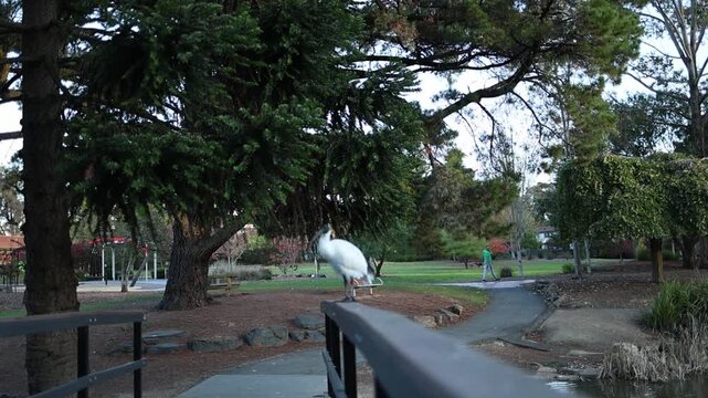 Australian white ibis resting on a bridge rail in a park