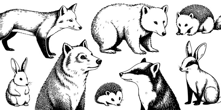 Panda Illustration Set of Black and White Animals, Line Art, Sketch Style, Featuring Realistic Furry Textures for Design Use