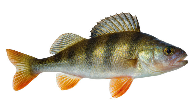 European Perch fish with orange fins and dark stripes