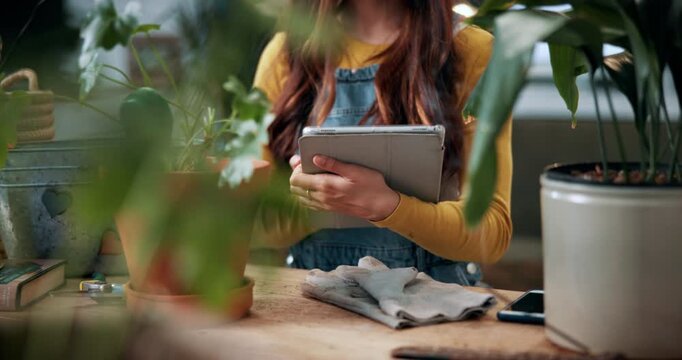 Florist, scroll and hands with tablet in house, reading and plant research for sustainable business. Entrepreneur, indoor garden and person with tech for online shop, typing and inventory on website