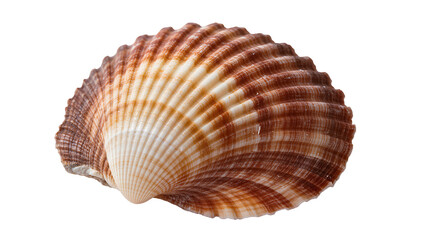 Scallop seashell with brown and white stripes © Patricia