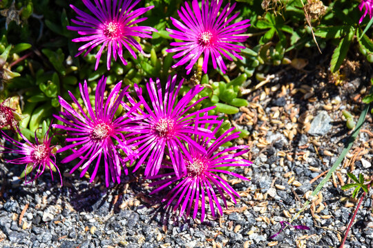 fleurs violettes gros plans
