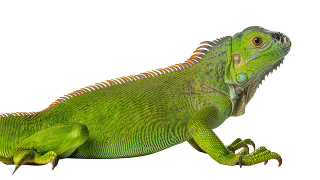 Green iguana reptile with spiny crest on back