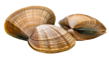 Three raw clams with textured shells and brown and white stripes © Corman