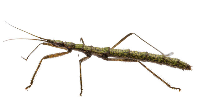 Green stick insect with long antennae and legs