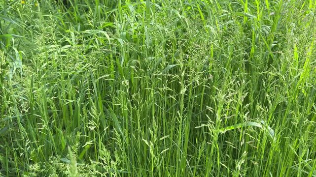 Meadow green grass in the wind.